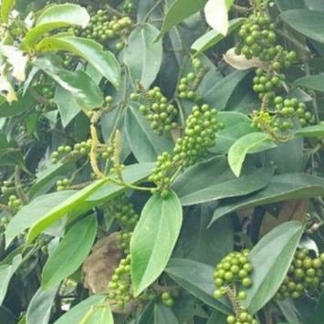 Biji Kemukus - Piper cubeba L.f.