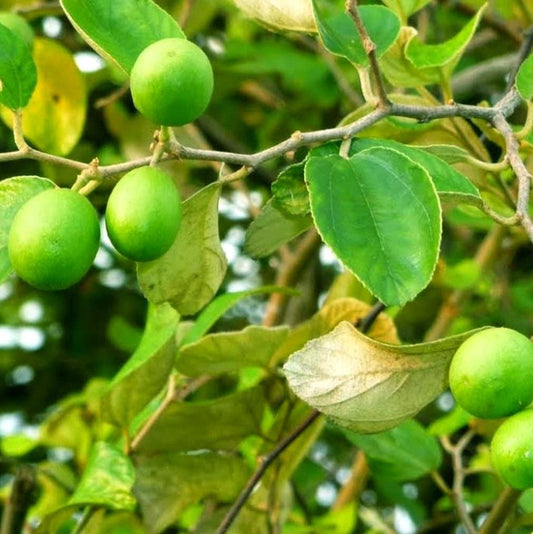 Daun Bidara - Ziziphus Mauritiana Leaf (Dried and Powder)