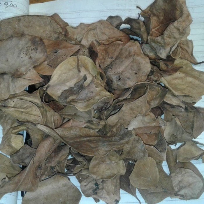 Daun Tabat Berito Kering - Ficus deltoidea Jack Leaf (Dried/Powder)
