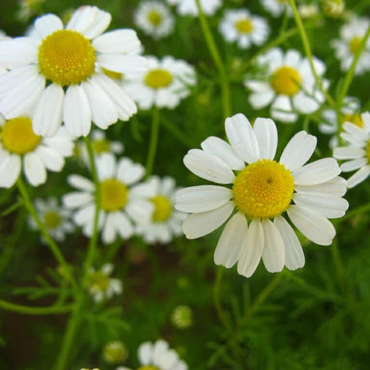 Teh Chamomile - Pure Chamomile (Dried and Powder)