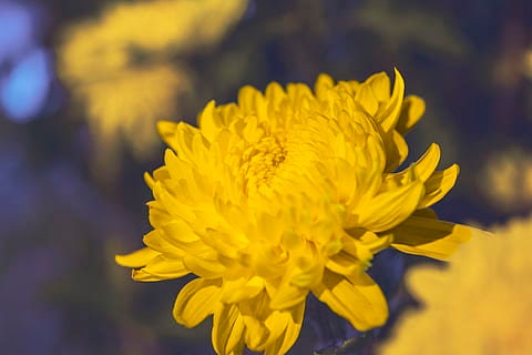 Golden Silk Chysanthemum Dried Tea
