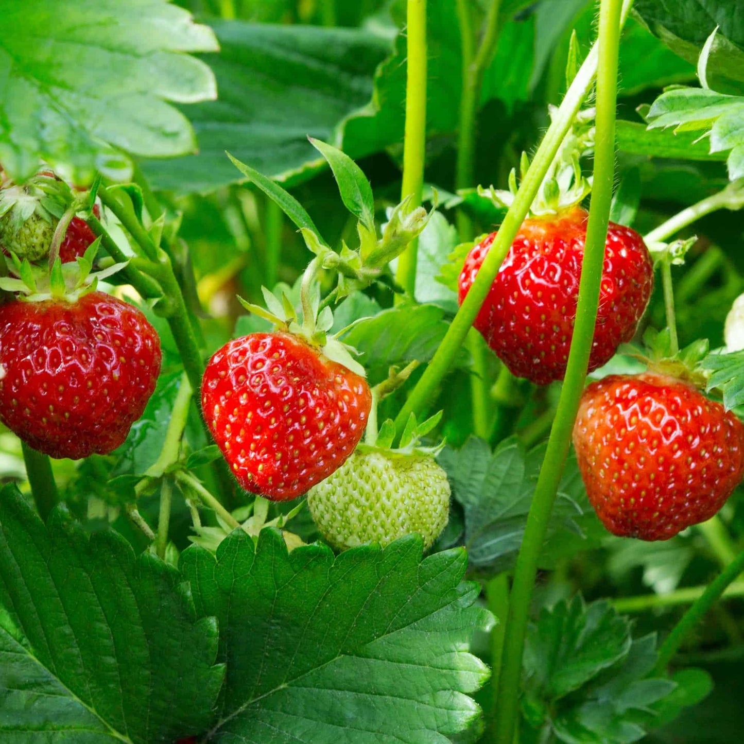 Strawberry Dried