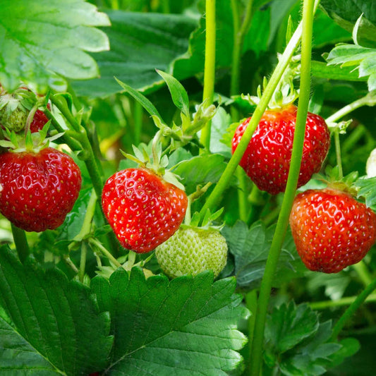 Strawberry Dried