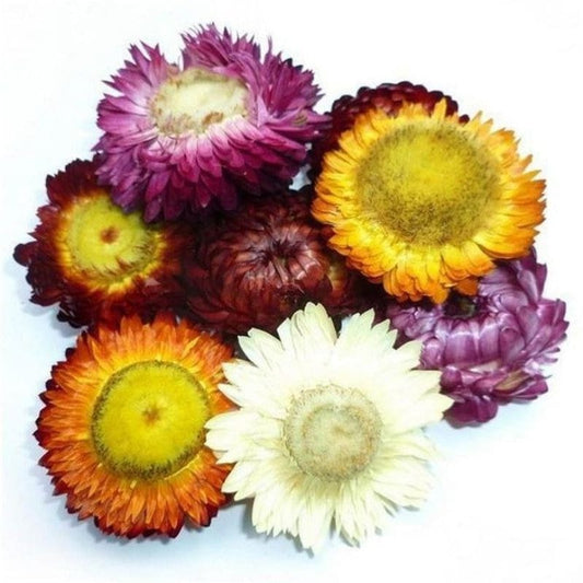 Teh Colourful Chrysanthemum (Colourful Chrysanthemum Dried)