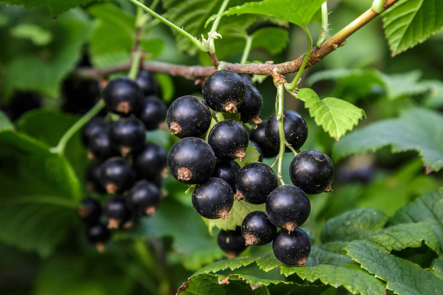 Blackcurrant Kering (Dried Blackcurrant)