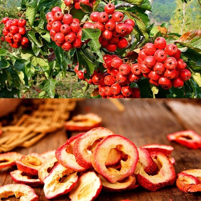 Buah Hawthorn Kering  (Hawthorn)