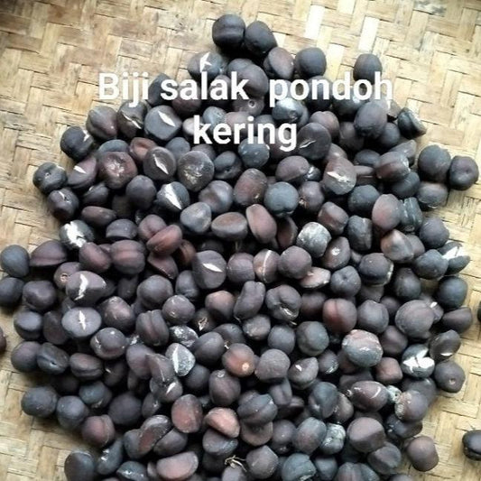 Biji Salak Pondoh Kering (Salacca edulis Seed Dried)