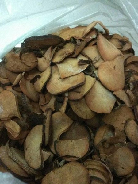 Alpukat Avocado (Persea americana) Seeds and Leaves