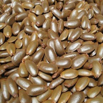 Biji Sirsak Kering (Annona muricata Seed Dried)