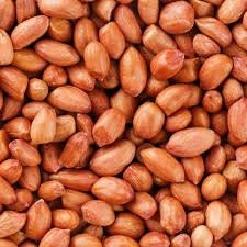 Biji Kacang Tanah Kering - Arachis hypogaea Seed Dried