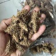 Kayu Anyang Kering/Dried