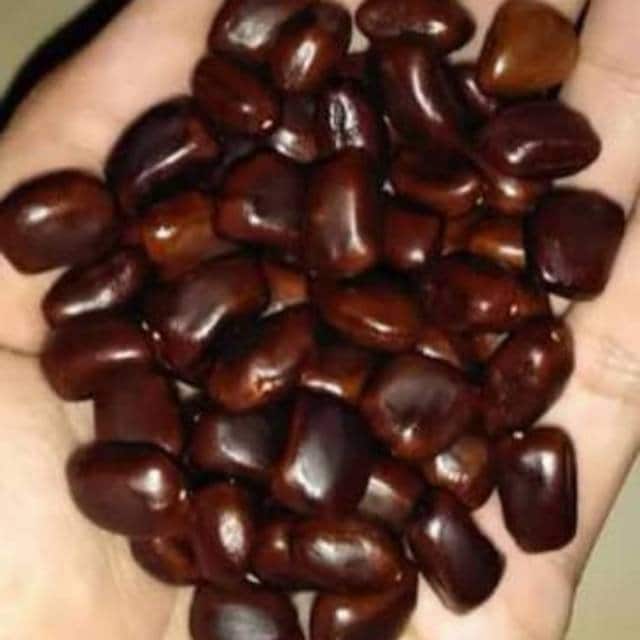 Biji Asam Jawa Kering - Tamarind Seeds Dried