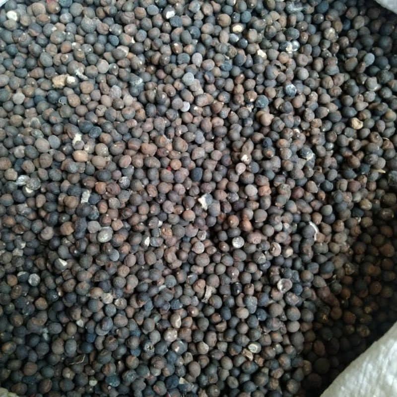 Biji Randu - Randu Seed (Dried And Powder)
