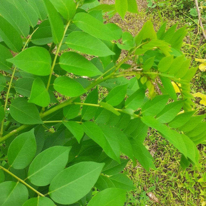 Daun Gamal - Gliricidia Sepium Leaf (Dried and Powder)