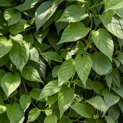 Daun Simbukan Sembukan -  Paederia foetida Leaf (Dried and Powder)