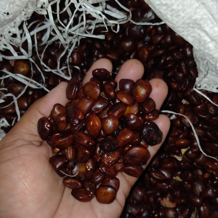 Biji Asam Jawa Kering - Tamarind Seeds Dried