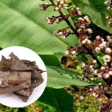 Kacip Fatima Rumput Fatimah - Labisia pumila (Dried and Powder)