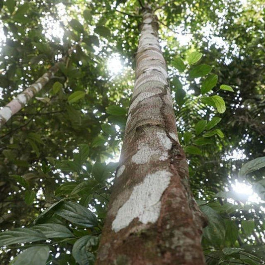 Kayu Masoyi / Masohi - Cryptocarya massoia (Oken) Kosterm (Dried and Powder)