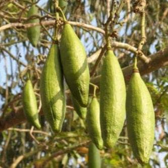 Biji Randu - Randu Seed (Dried And Powder)