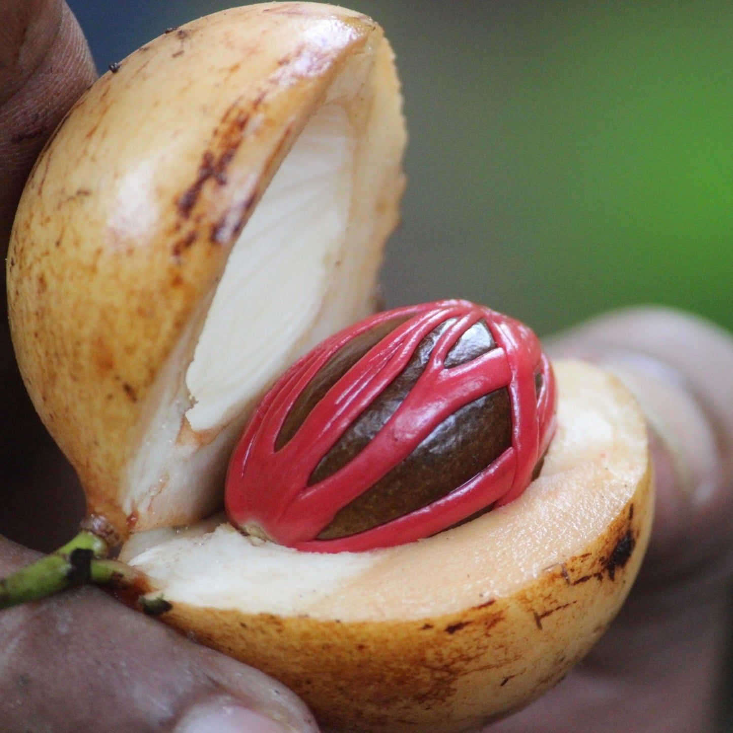 Kulit Pala - Nutmeg skin (Dried and Powder)