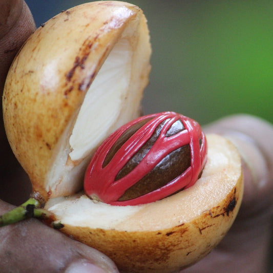Kulit Pala - Nutmeg skin (Dried and Powder)