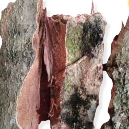 Kulit Pohon Angsana / Sono Kembang (Pterocarpus indicus Willd Peel Dried)