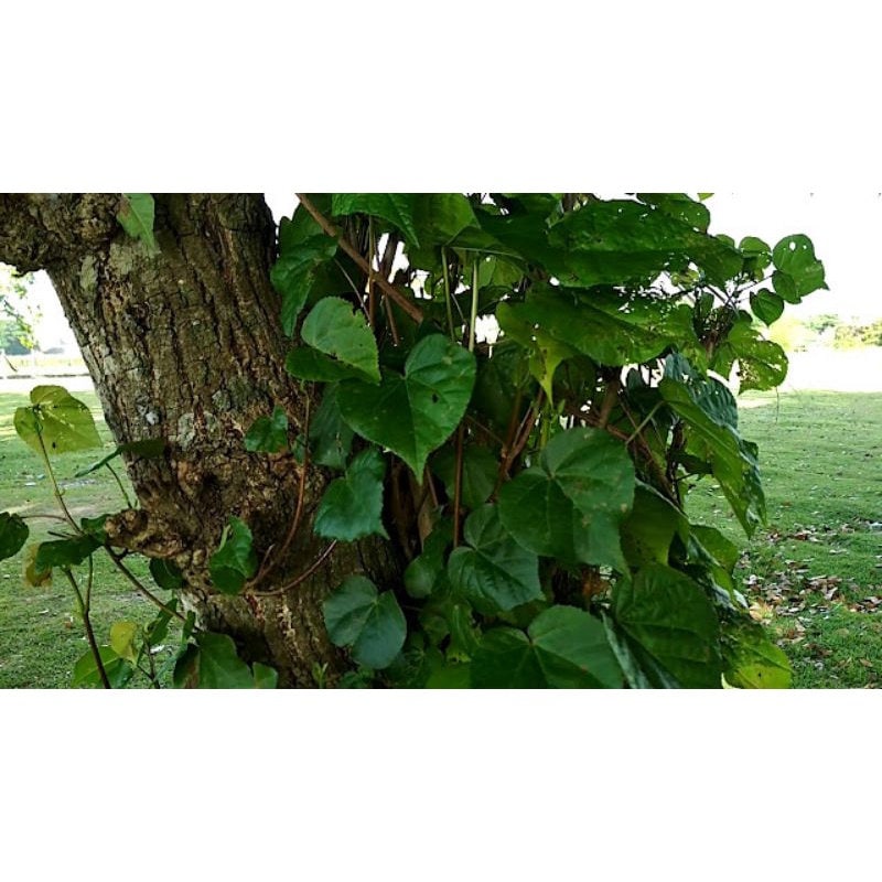Kulit Pohon Waru Kering (Hibiscus Tiliaceus Peel Dried)