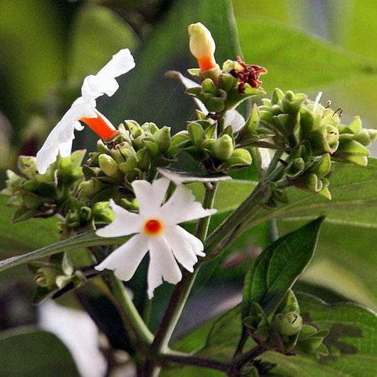 Bunga Srigading - Nyctanthes arbor-tristis Flower (Dried and Powder)