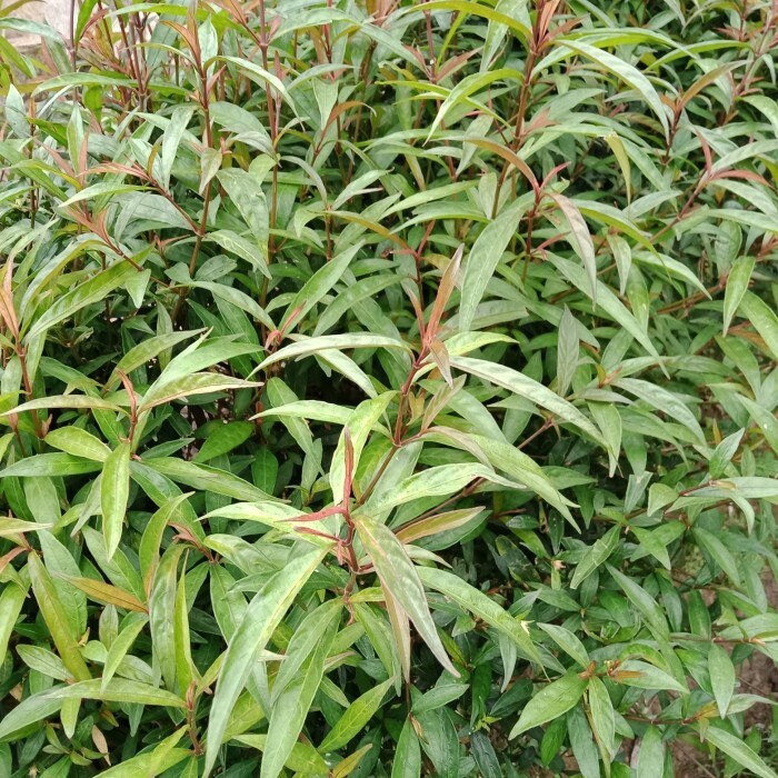 Daun Prasman - Ayapana triplinervis (Dried and Powder)
