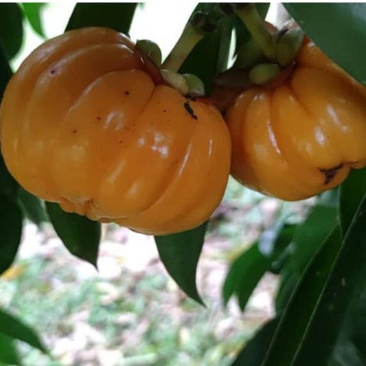 Asam Gelugur Kering (Garcinia atroviridis Dried)