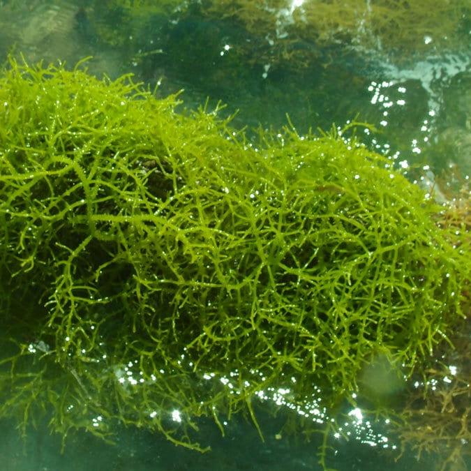 Rumput Laut Bubuk (Eucheuma spinosum Powder)
