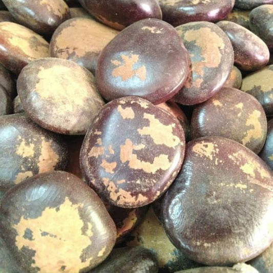 Biji Bendo Kering - Artocarpus elasticus Seed Dried