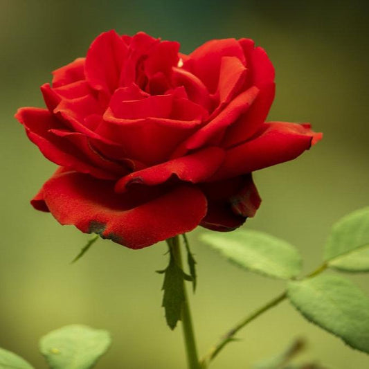 Kelopak Bunga Mawar Kering - Rose Petals Dried