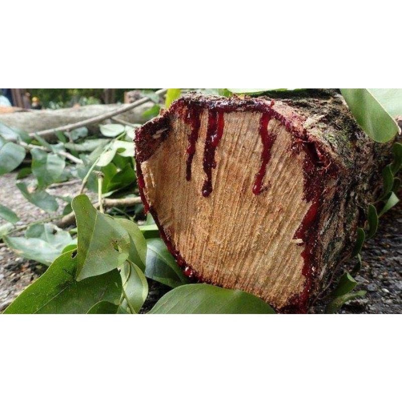 Kulit Pohon Angsana / Sono Kembang (Pterocarpus indicus Willd Peel Dried)