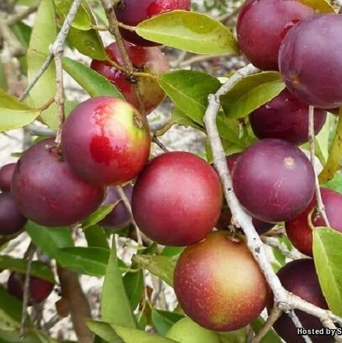 Buah Camu - Camu Bubuk (Myrciaria dubia Powder)
