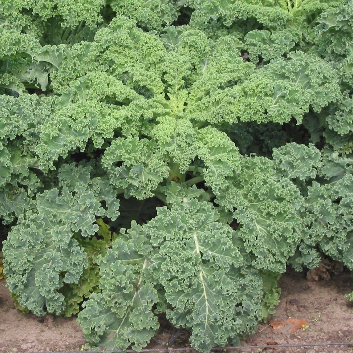 Kale Bubuk (Kale Powder)