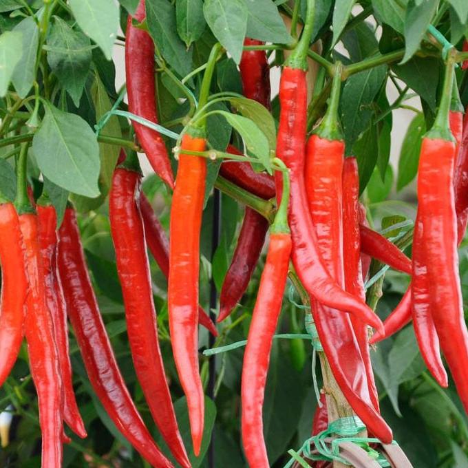 Cabai Merah Keriting - Capsicum annumn L. (Dried and Powder)