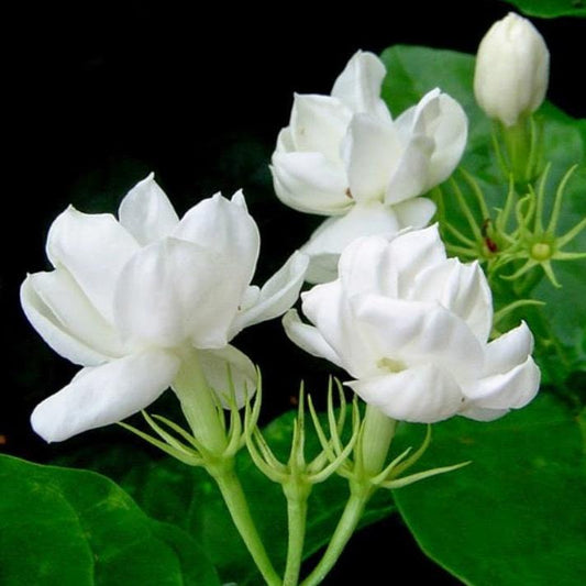 Bunga Melati - Jasmine Flowers (Dried and Powder)