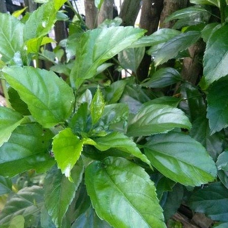 Daun Bunga Sepatu - Hibiscus rosa-sinensis (Dried and Powder)