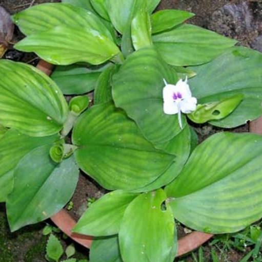 Kencur (Aromatic Ginger) Kaempferia Galanga Root (Dried and Powder)