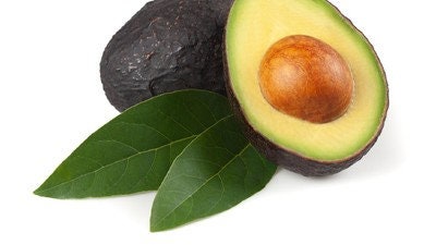 Alpukat Avocado (Persea americana) Seeds and Leaves
