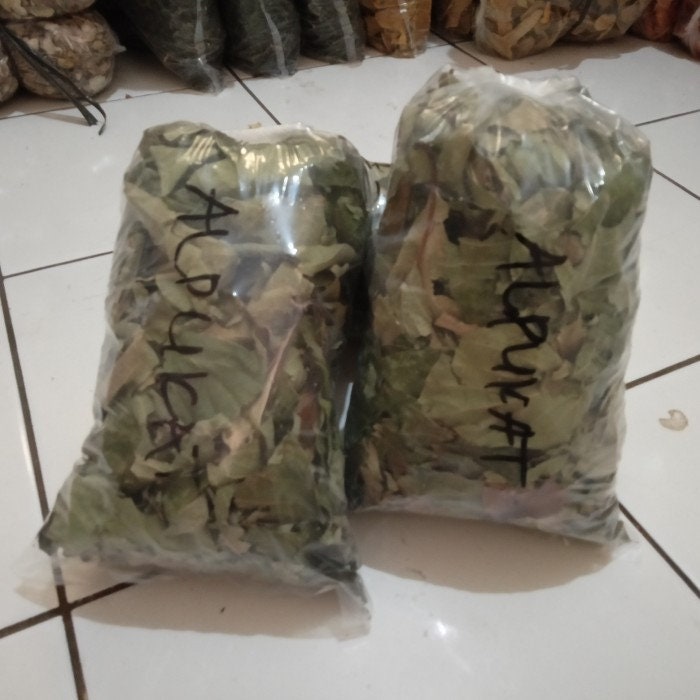Alpukat Avocado (Persea americana) Seeds and Leaves