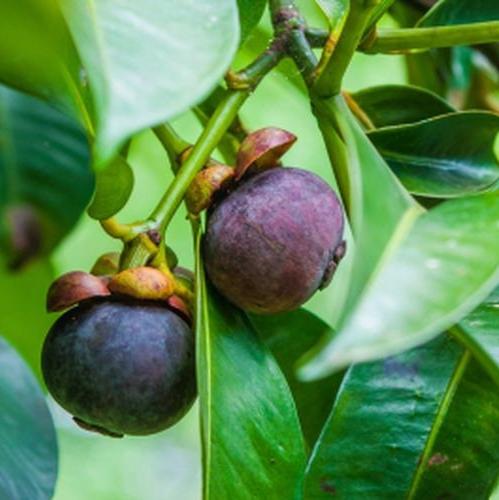 Mangosteen - Manggis (Garcinia Mangostana)