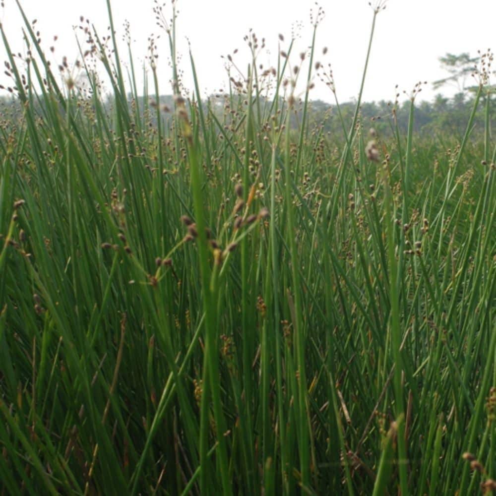 Craft - Mendhong (Fimbristylis umbellaris) Dry 200gr