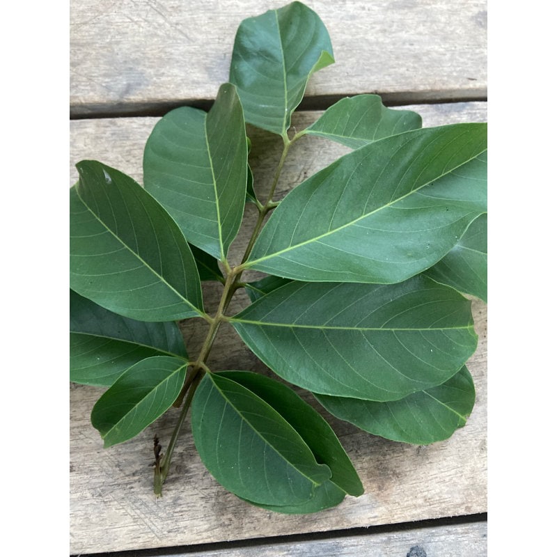 Daun Rambutan - Nephelium Lappaceum Leaves (Dried and Powder)
