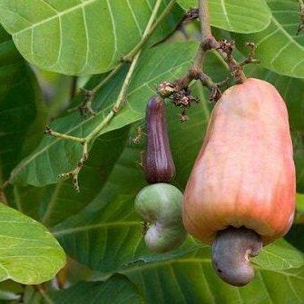 Daun Jambu Mete kering (dried cashew leaves)