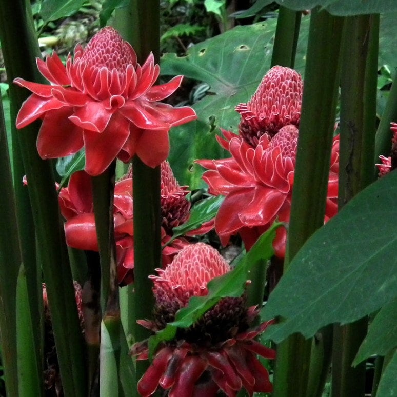 Kecombrang Kering (Honje/Torch Ginger) Dried