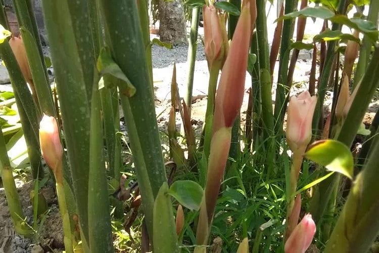 Kecombrang Kering (Honje/Torch Ginger) Dried