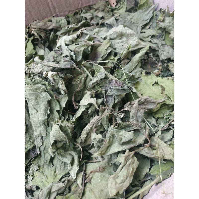 Daun Balakacida/Nampong (Chromolaena odorata leaves)