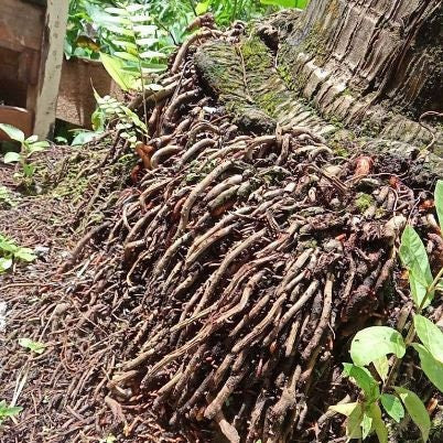 Akar Pohon Kelapa (Dried Coconut Roots)